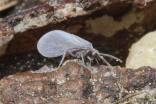 Coniopteryx pygmaea
