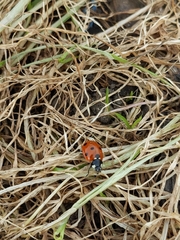 Coccinella septempunctata