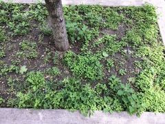 Chenopodium album
