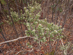 Spyridium spathulatum