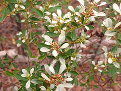 Spyridium spathulatum