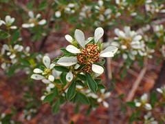 Spyridium spathulatum