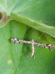 Amblyptilia pica