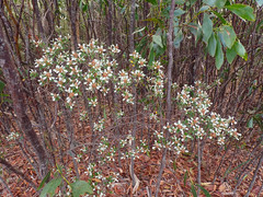 Spyridium spathulatum