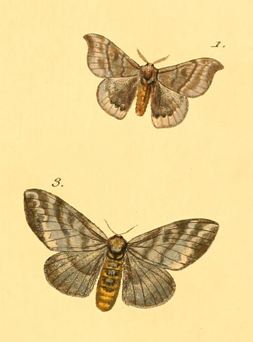 Hylesia falcifera
