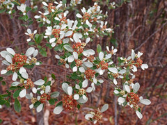 Spyridium spathulatum