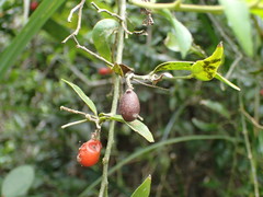 Gnetum