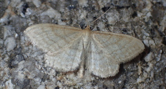 Idaea macilentaria