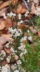 Cryptandra amara amara