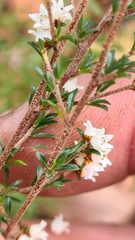 Cryptandra amara amara