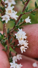 Cryptandra amara amara