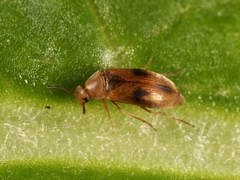Anaspis maculata