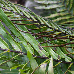 Blechnum capense