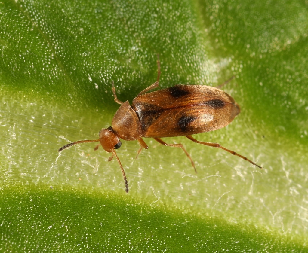 Anaspis maculata, photo 1 of 10