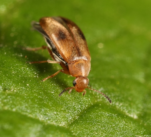 Anaspis maculata, photo 2 of 10