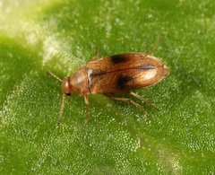 Anaspis maculata