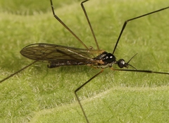 Dicranomyia morio