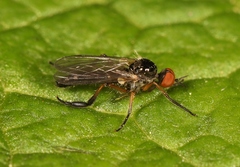 Empis nigritarsis