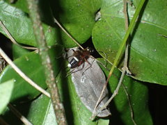 Goryphus basilaris