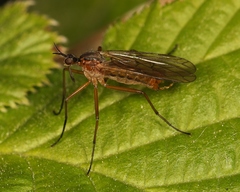 Empis trigramma