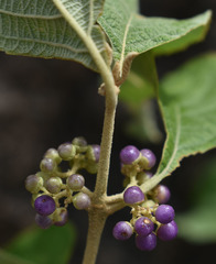Callicarpa candicans