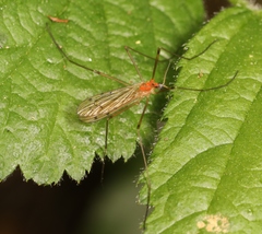 Limonia phragmitidis