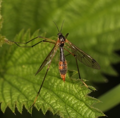 Ptychoptera albimana