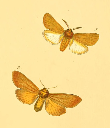 Paracles vulpina