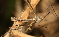Tipula vittata