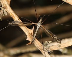 Tipula vittata
