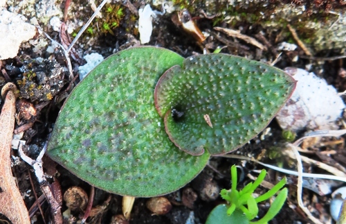 Image of Massonia longipes by (c) linkie, some rights reserved (CC BY)
