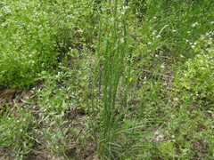 Aegilops cylindrica
