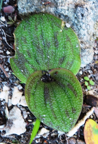 Image of Massonia longipes by (c) linkie, some rights reserved (CC BY)