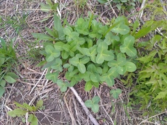 Trifolium hybridum