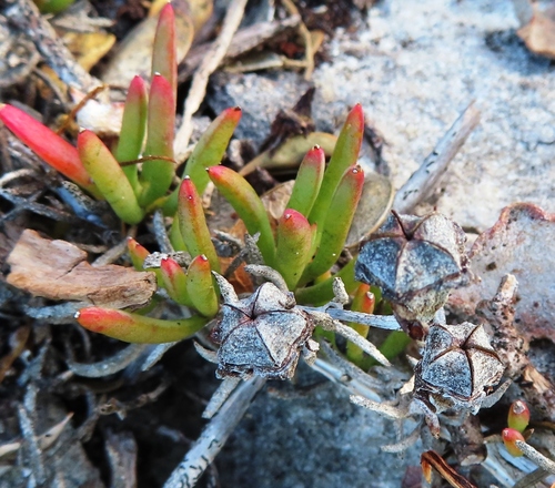 Image of Lampranthus ceriseus by (c) linkie, some rights reserved (CC BY)