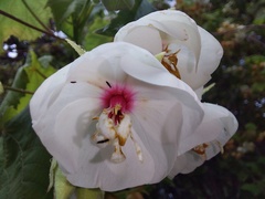 Dombeya burgessiae