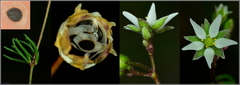 Spergula pentandra