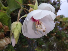 Dombeya burgessiae