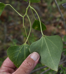 Tinospora smilacina