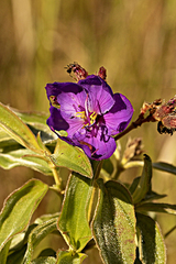 Dissotis princeps