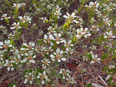 Spyridium spathulatum