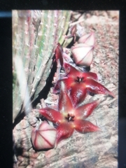 Stapelia hirsuta
