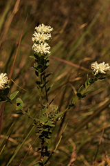 Lasiosiphon calocephalus