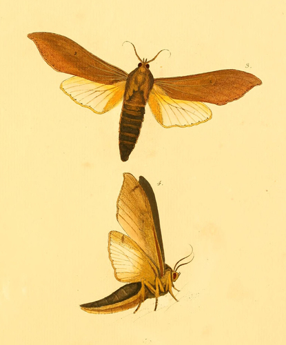 Myelobia smerintha