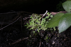 Selaginella ciliaris