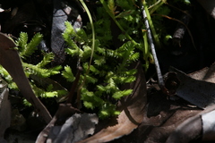 Selaginella ciliaris