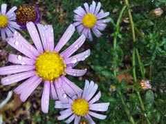 Felicia erigeroides