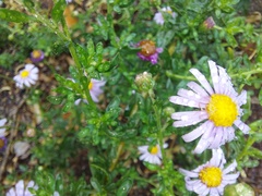 Felicia erigeroides
