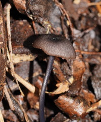 Entoloma albidocoeruleum