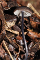 Entoloma albidocoeruleum